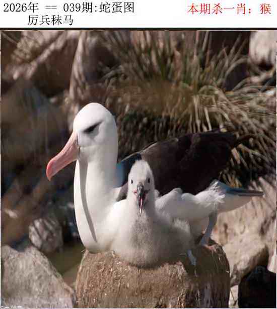 039期正版蛇蛋图[图]